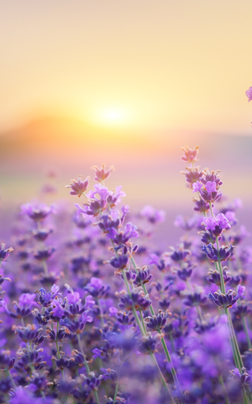 lavender-frower-at-sunset-2023-11-27-05-16-18 Urh. rozum web
